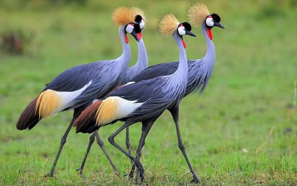 Cranes